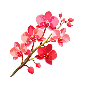 flower exotic red orchid branch