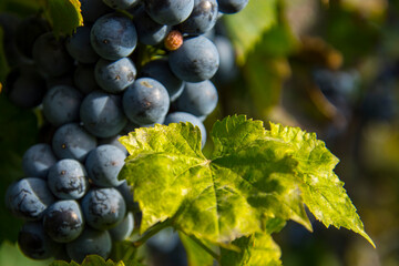 Bunch of Othello grapes in October