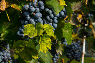Bunch of Othello grapes in October