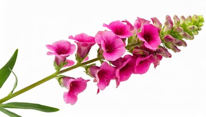 Naklejka na ściany i meble single stem with pink flowers of snapdragon antirrhinum majus isolated