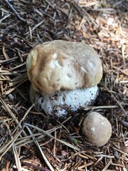 Penny bun, Boletus edulis, growing on grass. Fresh edible mushroom growing under aspen trees in the forest among the grass. Healthly food. Vegetarian food.