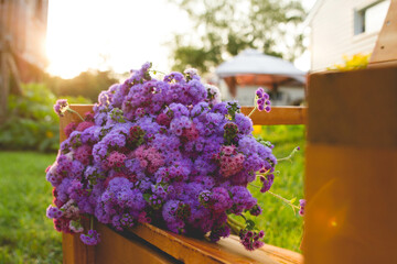 A bouquet of purple ageratum on a wooden chair in a backyard with the glow of morning light in the background