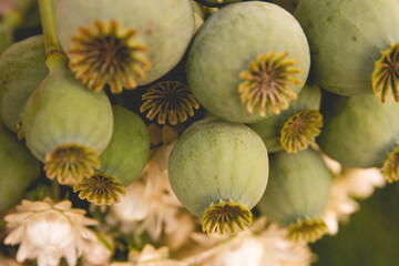 Closeup bouquet of bread seed poppy pods and white strawflowers