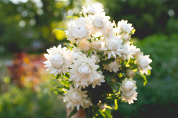 Backlit bouquet of white strawflowers with a blurred garden background 