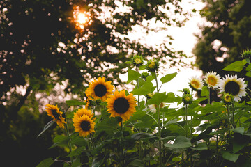 A garden of sunflowers with sunlight poking through trees in the background