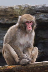 Japanese macaque (Macaca fuscata), also known as the snow monkey - 755107792