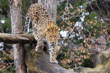  Amur leopard (Panthera pardus orientalis) - 755107917