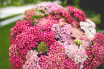 A close-up of a bouquet of bright pink yarrow flowers