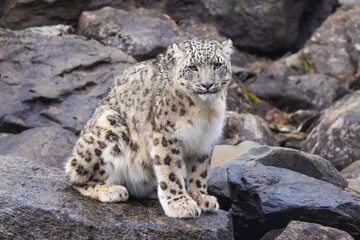 snow leopard (Panthera uncia), commonly known as the ounce - 755108324
