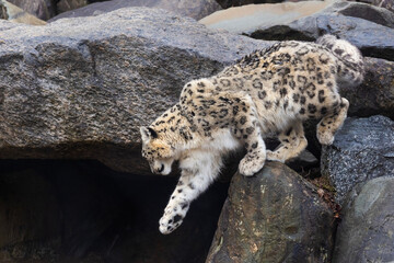 snow leopard (Panthera uncia), commonly known as the ounce - 755108375