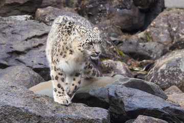 snow leopard (Panthera uncia), commonly known as the ounce - 755108783