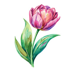 Fototapeta premium Watercolor spring pink tulip isolated on white background