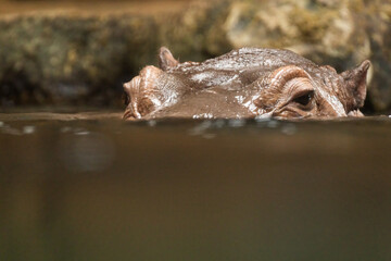  Hippopotamus , also shortened to hippo (pl.: hippos; Hippopotamus amphibius) - 755109300