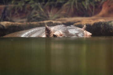  Hippopotamus , also shortened to hippo (pl.: hippos; Hippopotamus amphibius) - 755109369