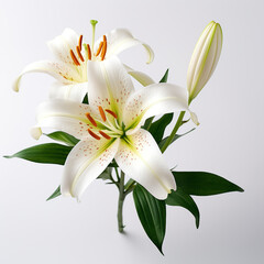 Fototapeta premium Lily, white background, professional photo сreated with Generative Ai