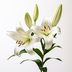 Obraz premium Lily, white background, professional photo сreated with Generative Ai