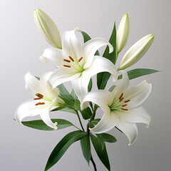 Fototapeta na wymiar Lily, white background, professional photo сreated with Generative Ai