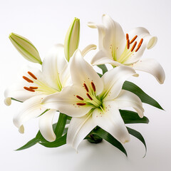 Obraz premium Lily, white background, professional photo сreated with Generative Ai