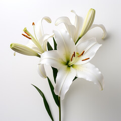 Fototapeta premium Lily, white background, professional photo сreated with Generative Ai