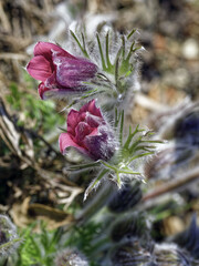 Pulsatilla vulgaris 'Rote Glocke' | Red Bells Pasque Flower producing red flowers bell-shaped atop of silver-grey hairy stem with feathery finely-dissected silvery foliage in early spring
