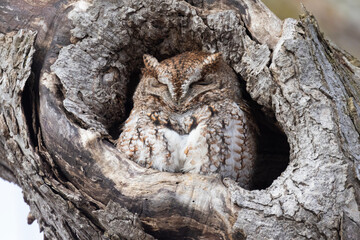  eastern screech owl (Megascops asio) - 755110109
