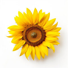 Fototapeta premium Sunflower, white background, professional photo сreated with Generative Ai