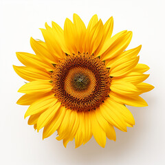 Sunflower, white background, professional photo сreated with Generative Ai