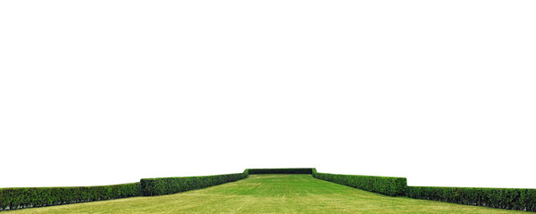 green grass field with green hedges isolated png