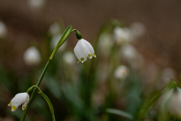 macro of a single spring snowflake wildflower in a forest