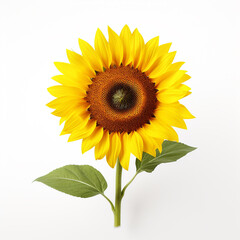 Fototapeta premium Sunflower, white background, professional photo сreated with Generative Ai