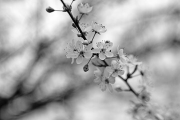 black and white picture of white plum flowers in springtime