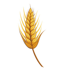 wheat ears spikelets with grains
