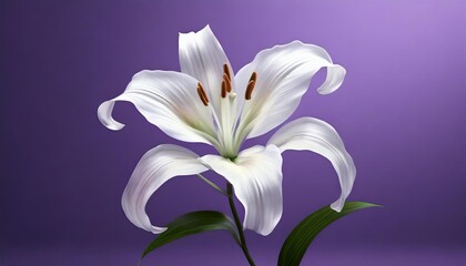flower white lily isolated on lilac background