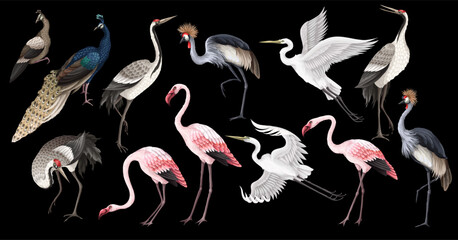 Fototapeta premium Biggest birds set in realistic style, high quality detail. Vector.