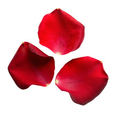 Red rose petals isolated on transparent background.