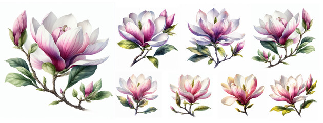 Fototapeta na wymiar Magnolia flower on a white background with watercolor paints. 