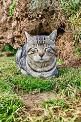 Cat enjoying sun on green grass