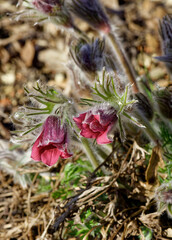 Pasque flower 'Red Bells' or Pulsatilla vulgaris 'Rote Glocke' with attractive crimson red flowers bell-shaped followed by fluffy round seedheads on long hairy stems and divided silvery leaves
