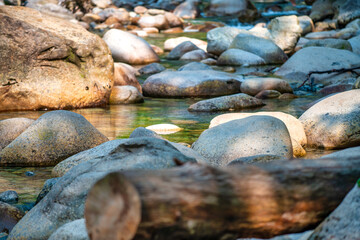 Lynn Canyon Forest in North Vancouver
