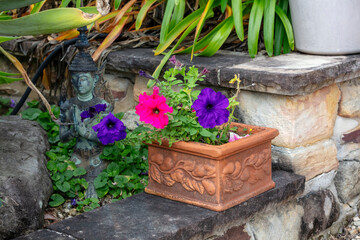 Photograph of Petunia flowers in bloom in a domestic garden in the Blue Mountains in New South Wales in Australia