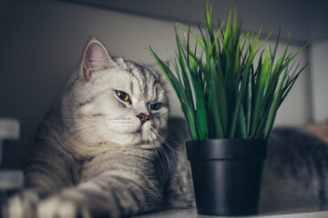 Cute curious little gray british kitten sniffs a potted plant succulent. Concept of a healthy cute...
