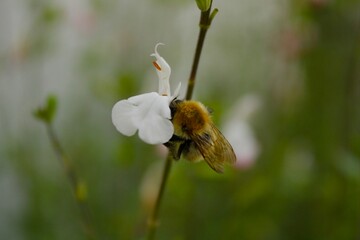 les petits insectes de notre jardin