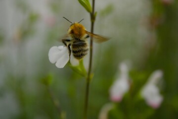 les petits insectes de notre jardin