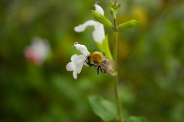 les petits insectes de notre jardin