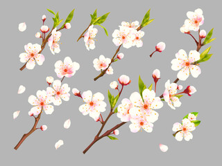 Realistic blossom apricot. 3d branch bloom flowers of plums, apricots cherry peach almond apple sakura fruit tree, blooming flower closeup, advertisement exact vector illustration © ssstocker