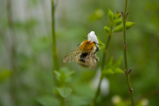 les petits insectes de notre jardin