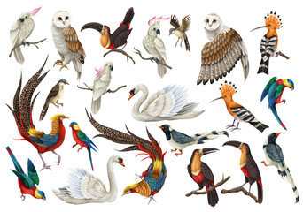 Biggest birds set in realistic style, high quality detail. Vector. - 755115391