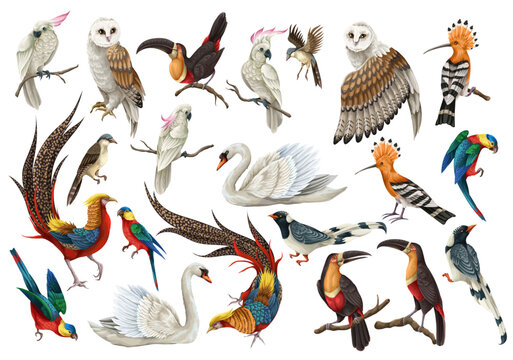 Biggest birds set in realistic style, high quality detail. Vector.