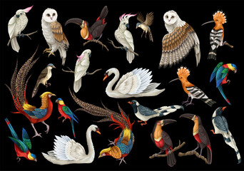 Fototapeta premium Biggest birds set in realistic style, high quality detail. Vector.