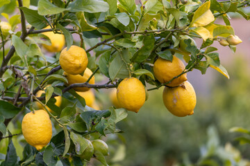 Lemon tree with lemon fruits in Majorca, Mallorca, Balearic Islands, Spain, Europe